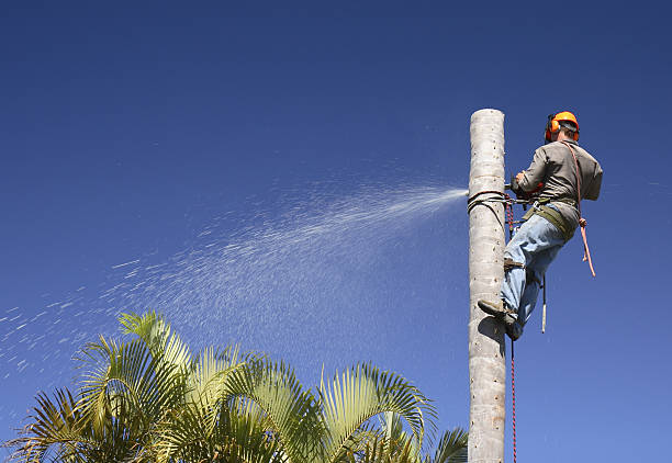 Best Arborist Consultation Services  in Pemberton Heights, NJ