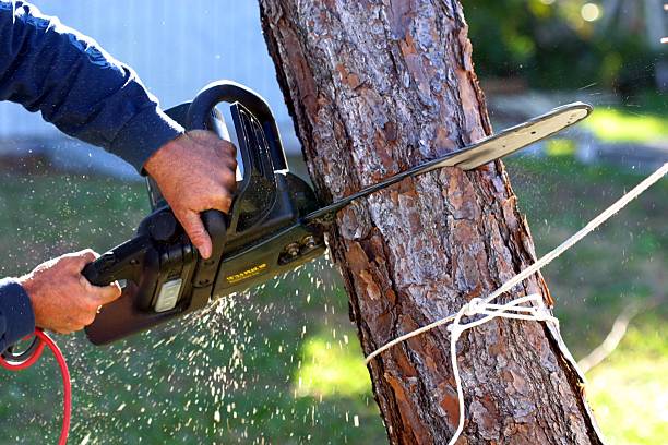 Best Pest Control for Lawns  in Pemberton Heights, NJ