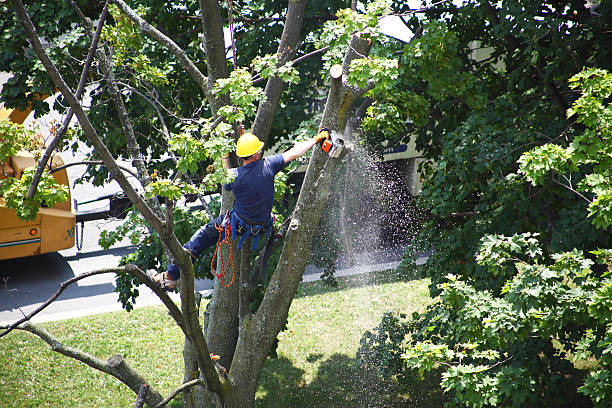Best Hazardous Tree Removal  in Pemberton Heights, NJ