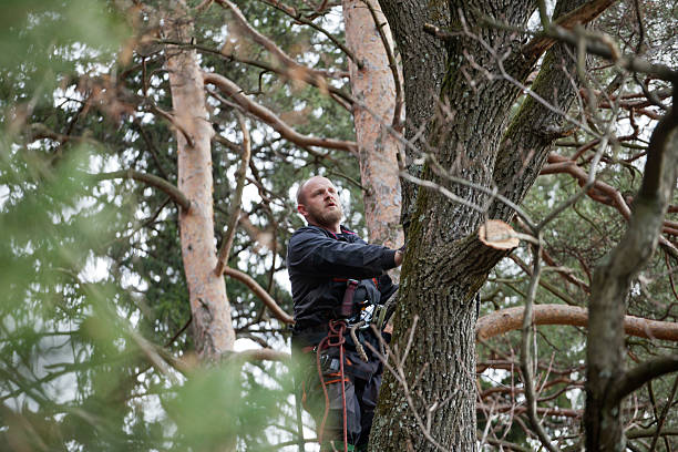 Best Tree Cabling and Bracing  in Pemberton Heights, NJ