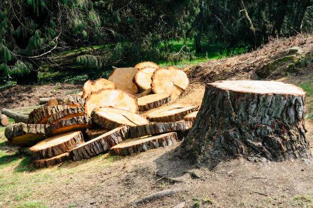 Tree and Shrub Care in Pemberton Heights, NJ